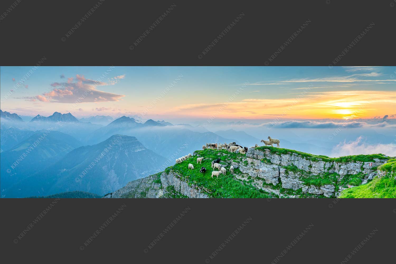 Bergschafe am Schafreiter im Karwendel bei Sonnenuntergang - Alle Schäfchen beisammen II 3:1  -- Schafe im Karwendel - mehr Infos bei www.Kriner-Weiermann.de