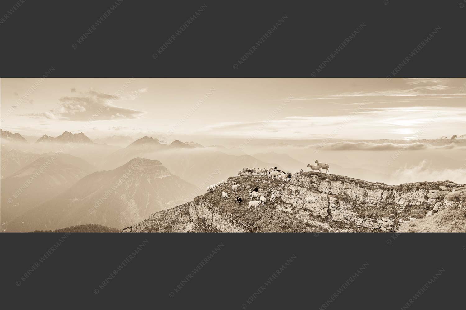 Bergschafe am Schafreiter im Karwendel bei Sonnenuntergang - Alle Schäfchen beisammen II 3:1 sepia -- Schafe im Karwendel - mehr Infos bei www.Kriner-Weiermann.de