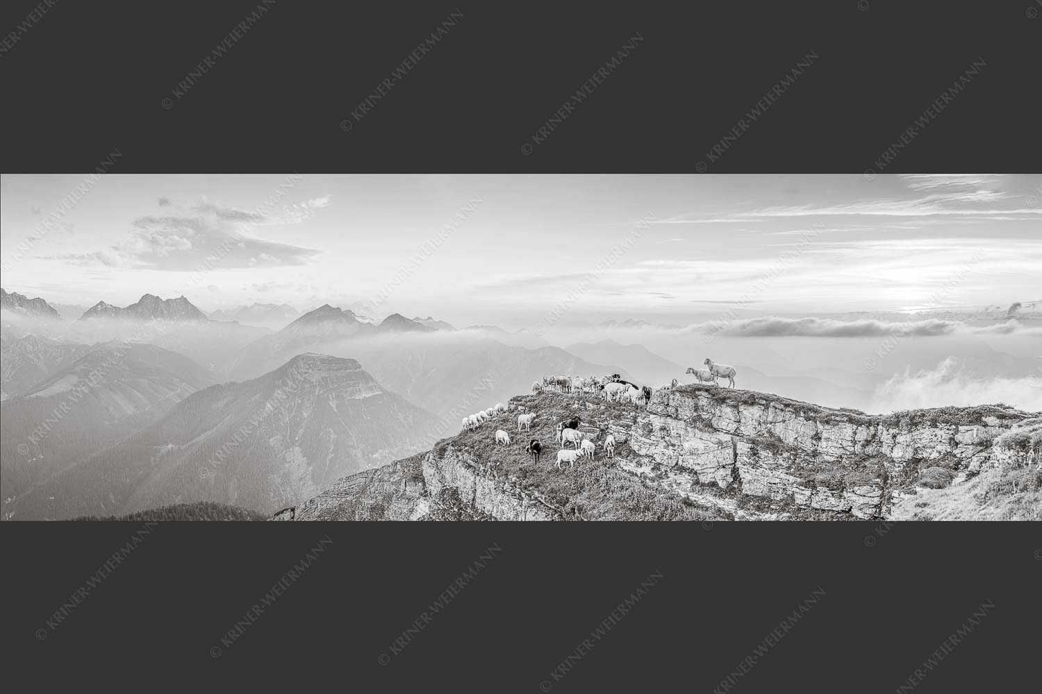 Bergschafe am Schafreiter im Karwendel bei Sonnenuntergang - Alle Schäfchen beisammen II 3:1 sw -- Schafe im Karwendel - mehr Infos bei www.Kriner-Weiermann.de