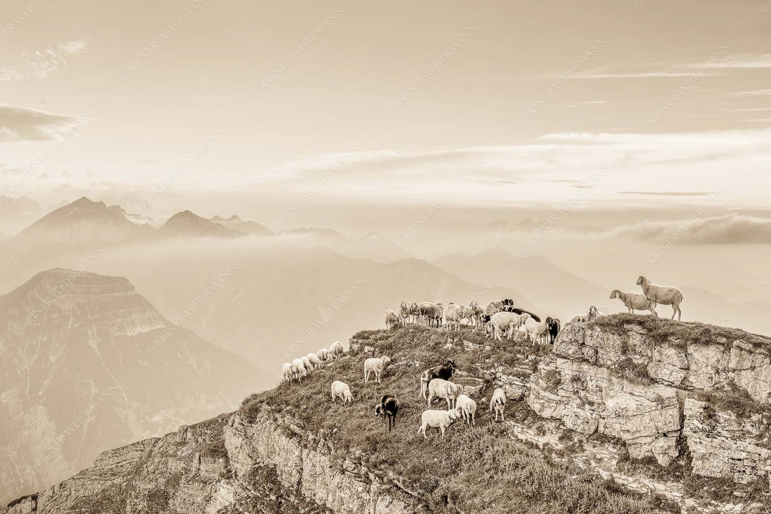 Bergschafe am Schafreiter im Karwendel bei Sonnenuntergang - Alle Schäfchen beisammen II 3:2 sepia -- Schafe im Karwendel - mehr Infos bei www.Kriner-Weiermann.de