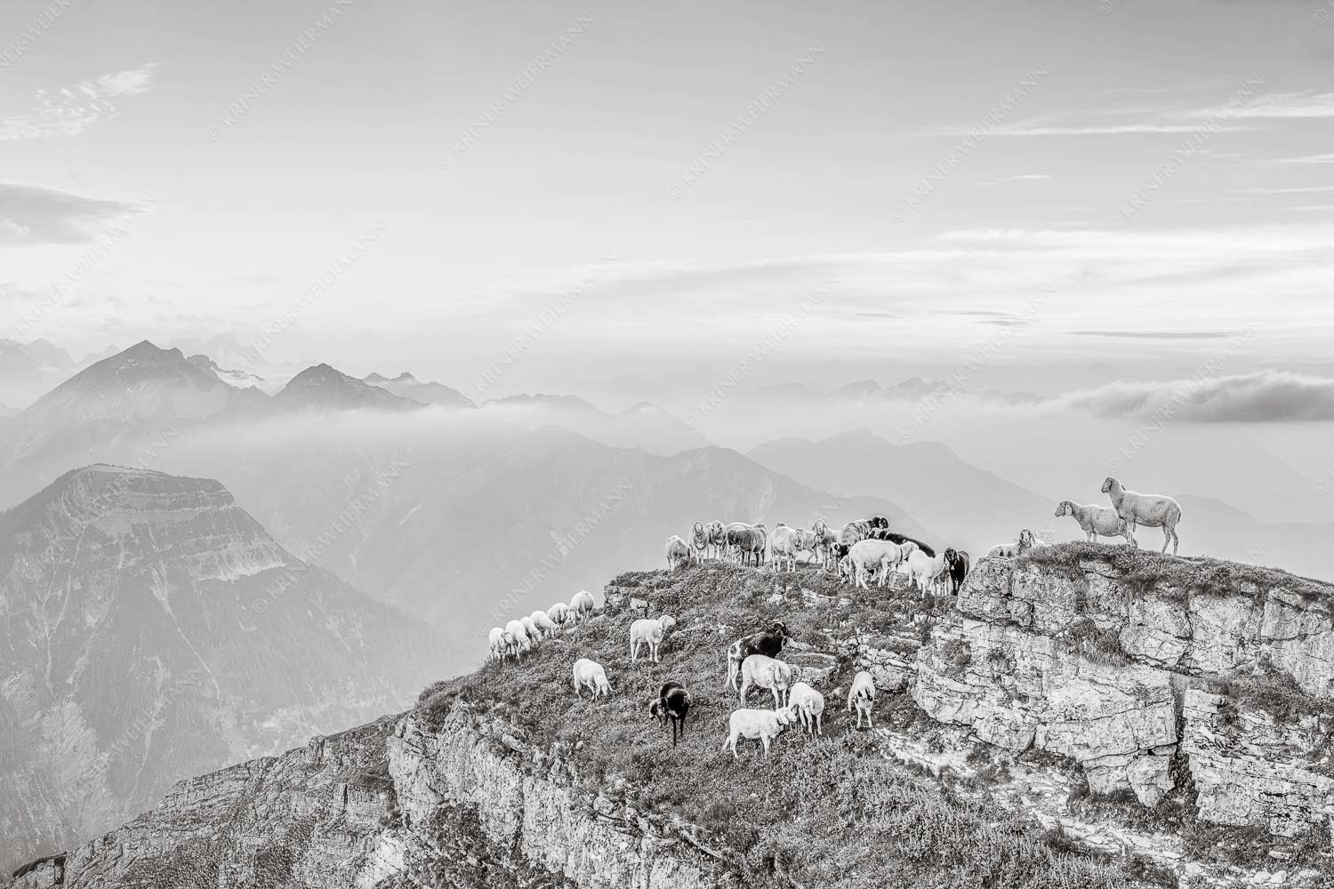 Bergschafe am Schafreiter im Karwendel bei Sonnenuntergang - Alle Schäfchen beisammen II 3:2 sw -- Schafe im Karwendel - mehr Infos bei www.Kriner-Weiermann.de