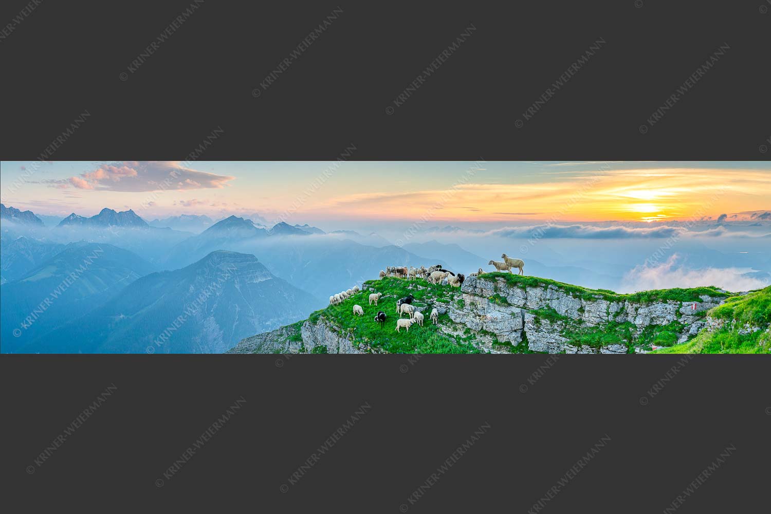 Bergschafe am Schafreiter im Karwendel bei Sonnenuntergang - Alle Schäfchen beisammen II 4:1  -- Schafe im Karwendel - mehr Infos bei www.Kriner-Weiermann.de