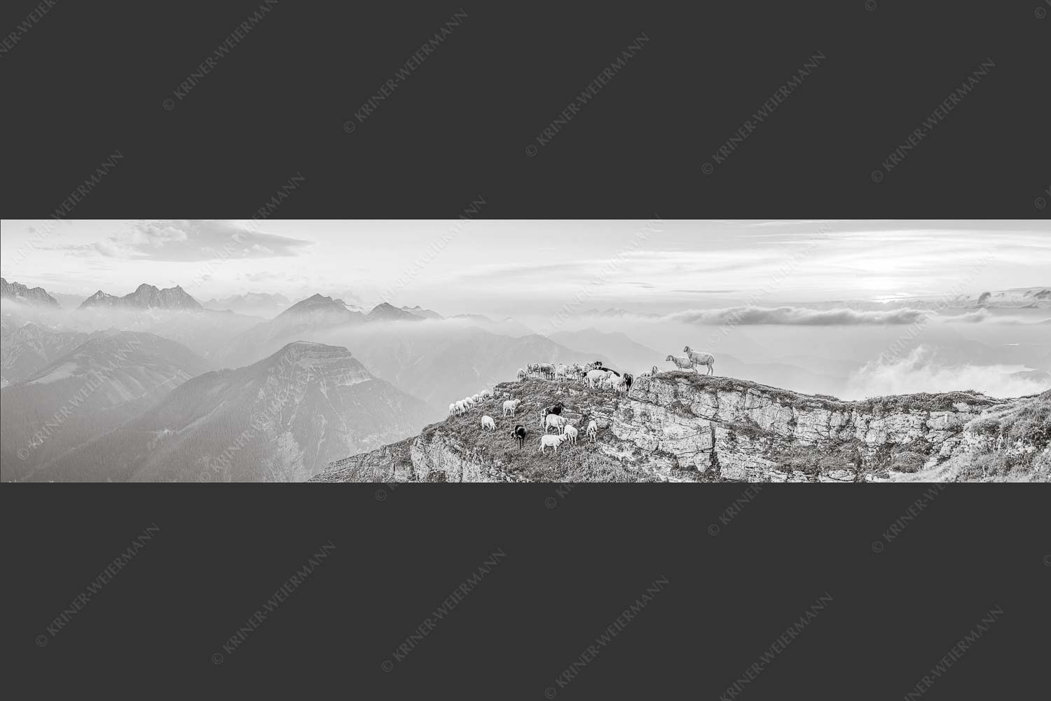 Bergschafe am Schafreiter im Karwendel bei Sonnenuntergang - Alle Schäfchen beisammen II 4:1 sw -- Schafe im Karwendel - mehr Infos bei www.Kriner-Weiermann.de