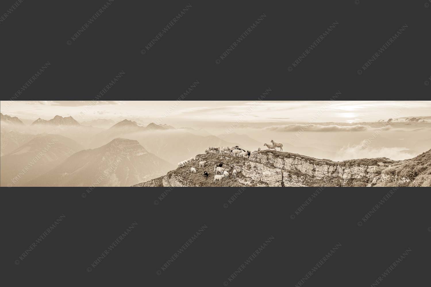 Bergschafe am Schafreiter im Karwendel bei Sonnenuntergang - Alle Schäfchen beisammen II 5:1 sepia -- Schafe im Karwendel - mehr Infos bei www.Kriner-Weiermann.de