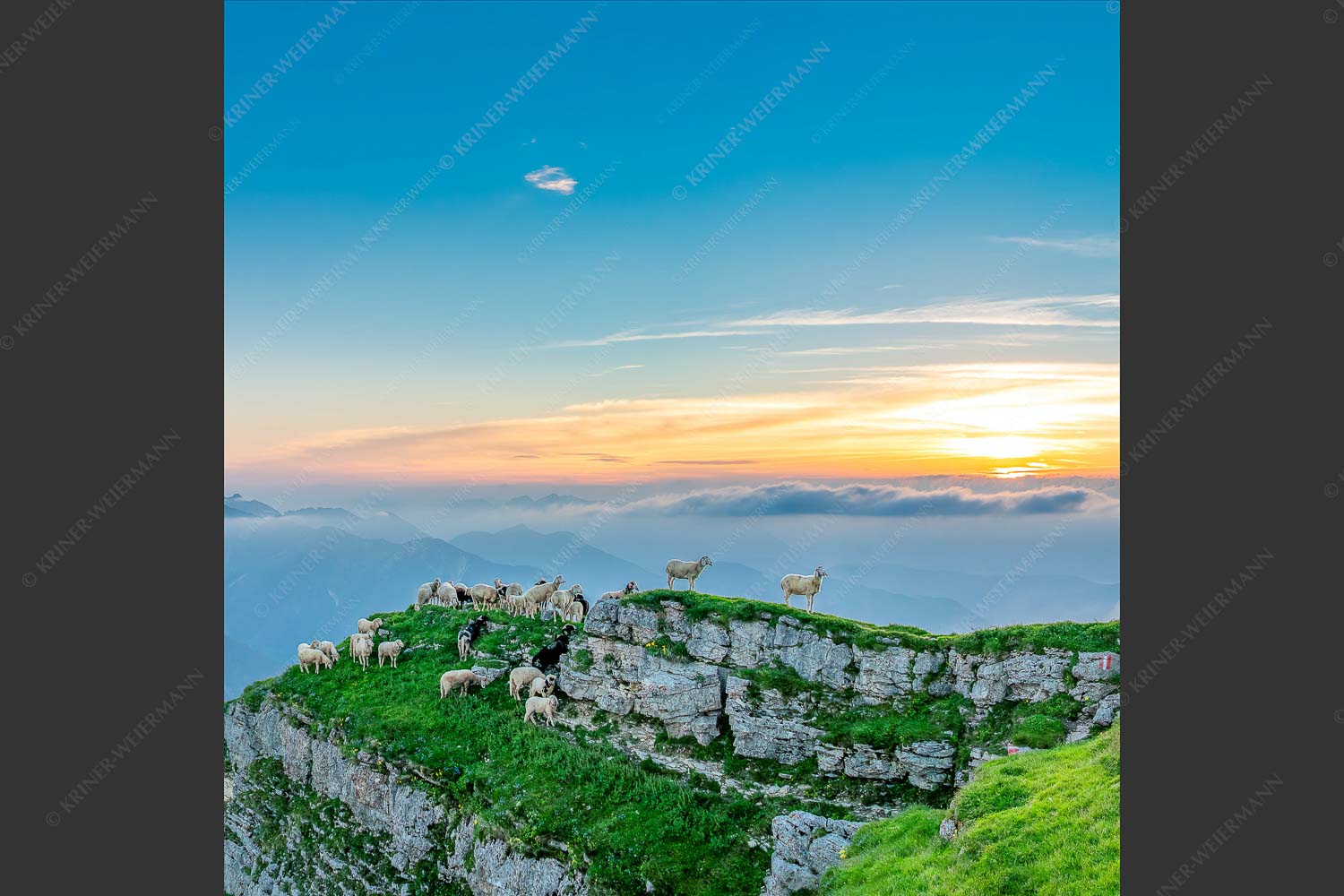 Bergschafe am Gipfel des Schafreiter im Karwendelgebirge bei Sonnenuntergang - Alle Schäfchen beisammen 1:1  -- Schafe am Schafreiter im Karwendel - mehr Infos bei www.Kriner-Weiermann.de