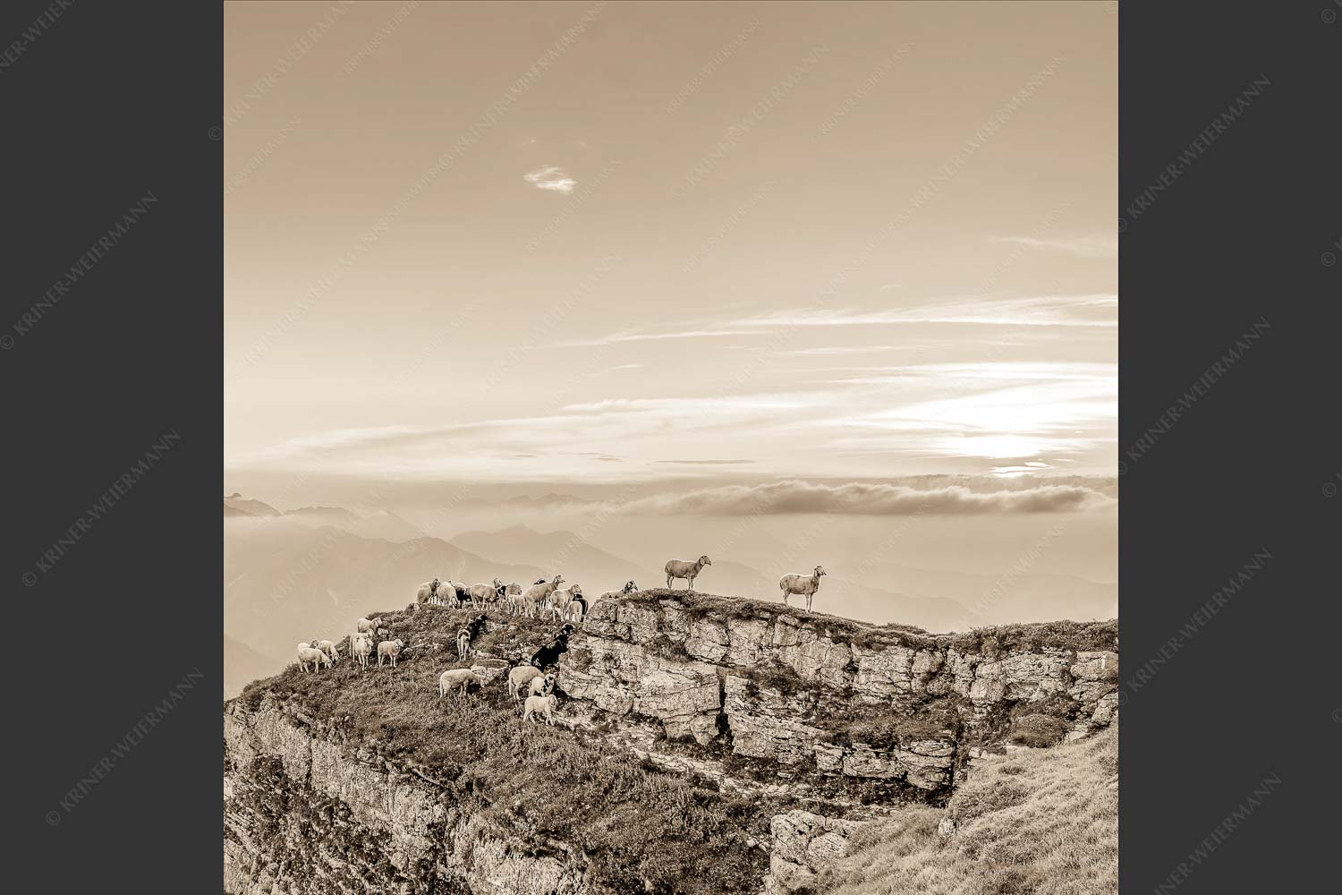 Bergschafe am Gipfel des Schafreiter im Karwendelgebirge bei Sonnenuntergang - Alle Schäfchen beisammen 1:1 sepia -- Schafe am Schafreiter im Karwendel - mehr Infos bei www.Kriner-Weiermann.de