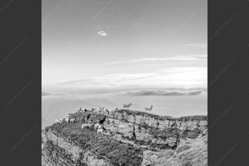 Bergschafe am Gipfel des Schafreiter im Karwendelgebirge bei Sonnenuntergang - Alle Schäfchen beisammen 1:1 sw -- Schafe am Schafreiter im Karwendel - mehr Infos bei www.Kriner-Weiermann.de