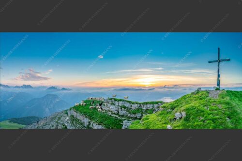 Bergschafe am Gipfel des Schafreiter im Karwendelgebirge bei Sonnenuntergang - Alle Schäfchen beisammen 2,5:1  -- Schafe am Schafreiter im Karwendel - mehr Infos bei www.Kriner-Weiermann.de