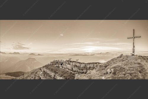 Bergschafe am Gipfel des Schafreiter im Karwendelgebirge bei Sonnenuntergang - Alle Schäfchen beisammen 2,5:1 sepia -- Schafe am Schafreiter im Karwendel - mehr Infos bei www.Kriner-Weiermann.de