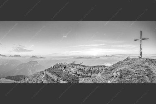 Bergschafe am Gipfel des Schafreiter im Karwendelgebirge bei Sonnenuntergang - Alle Schäfchen beisammen 2,5:1 sw -- Schafe am Schafreiter im Karwendel - mehr Infos bei www.Kriner-Weiermann.de