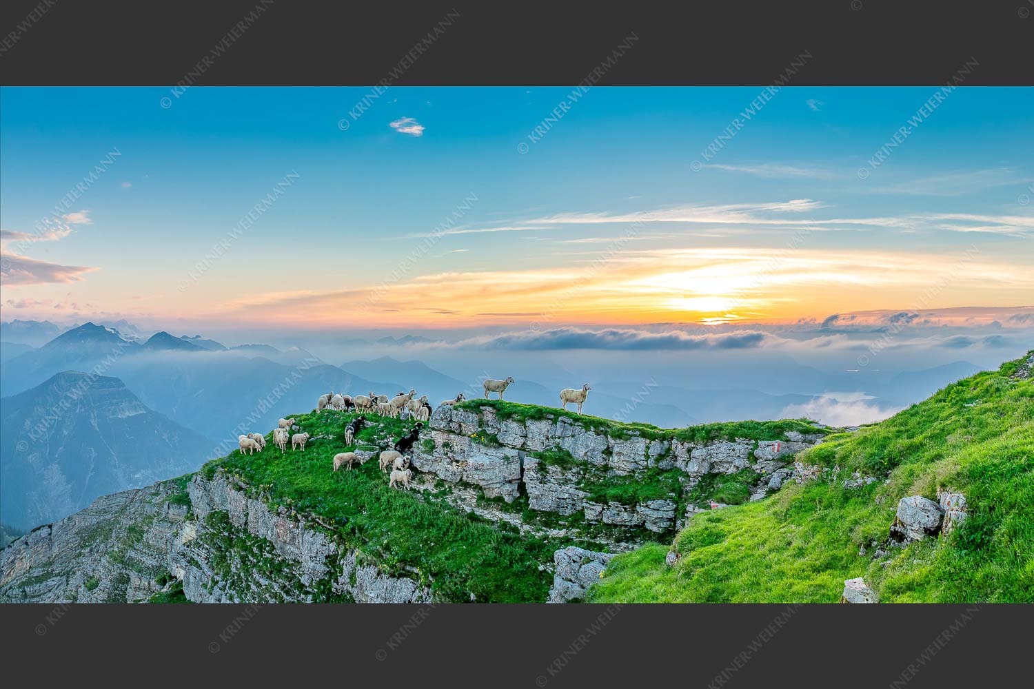 Bergschafe am Gipfel des Schafreiter im Karwendelgebirge bei Sonnenuntergang - Alle Schäfchen beisammen 2:1 -- Schafe am Schafreiter im Karwendel - mehr Infos bei www.Kriner-Weiermann.de