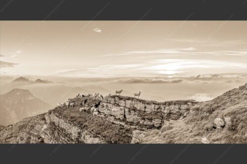 Bergschafe am Gipfel des Schafreiter im Karwendelgebirge bei Sonnenuntergang - Alle Schäfchen beisammen 2:1 sepia -- Schafe am Schafreiter im Karwendel - mehr Infos bei www.Kriner-Weiermann.de