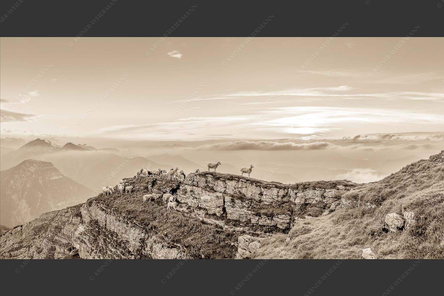 Bergschafe am Gipfel des Schafreiter im Karwendelgebirge bei Sonnenuntergang - Alle Schäfchen beisammen 2:1 sepia -- Schafe am Schafreiter im Karwendel - mehr Infos bei www.Kriner-Weiermann.de