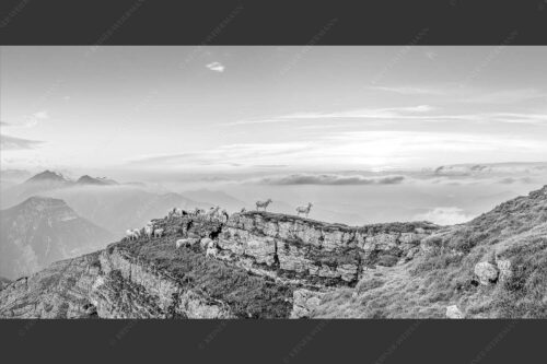 Bergschafe am Gipfel des Schafreiter im Karwendelgebirge bei Sonnenuntergang - Alle Schäfchen beisammen 2:1 sw -- Schafe am Schafreiter im Karwendel - mehr Infos bei www.Kriner-Weiermann.de