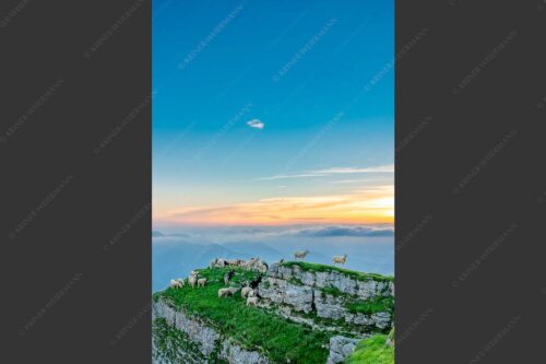 Bergschafe am Gipfel des Schafreiter im Karwendelgebirge bei Sonnenuntergang - Alle Schäfchen beisammen 2:3  -- Schafe am Schafreiter im Karwendel - mehr Infos bei www.Kriner-Weiermann.de
