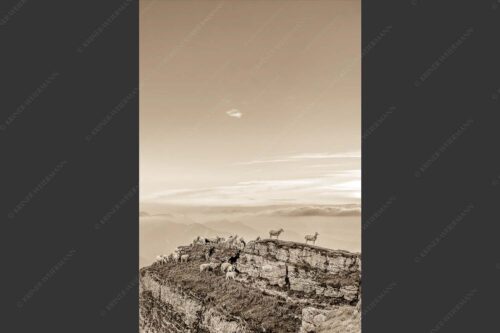 Bergschafe am Gipfel des Schafreiter im Karwendelgebirge bei Sonnenuntergang - Alle Schäfchen beisammen 2:3 sepia -- Schafe am Schafreiter im Karwendel - mehr Infos bei www.Kriner-Weiermann.de