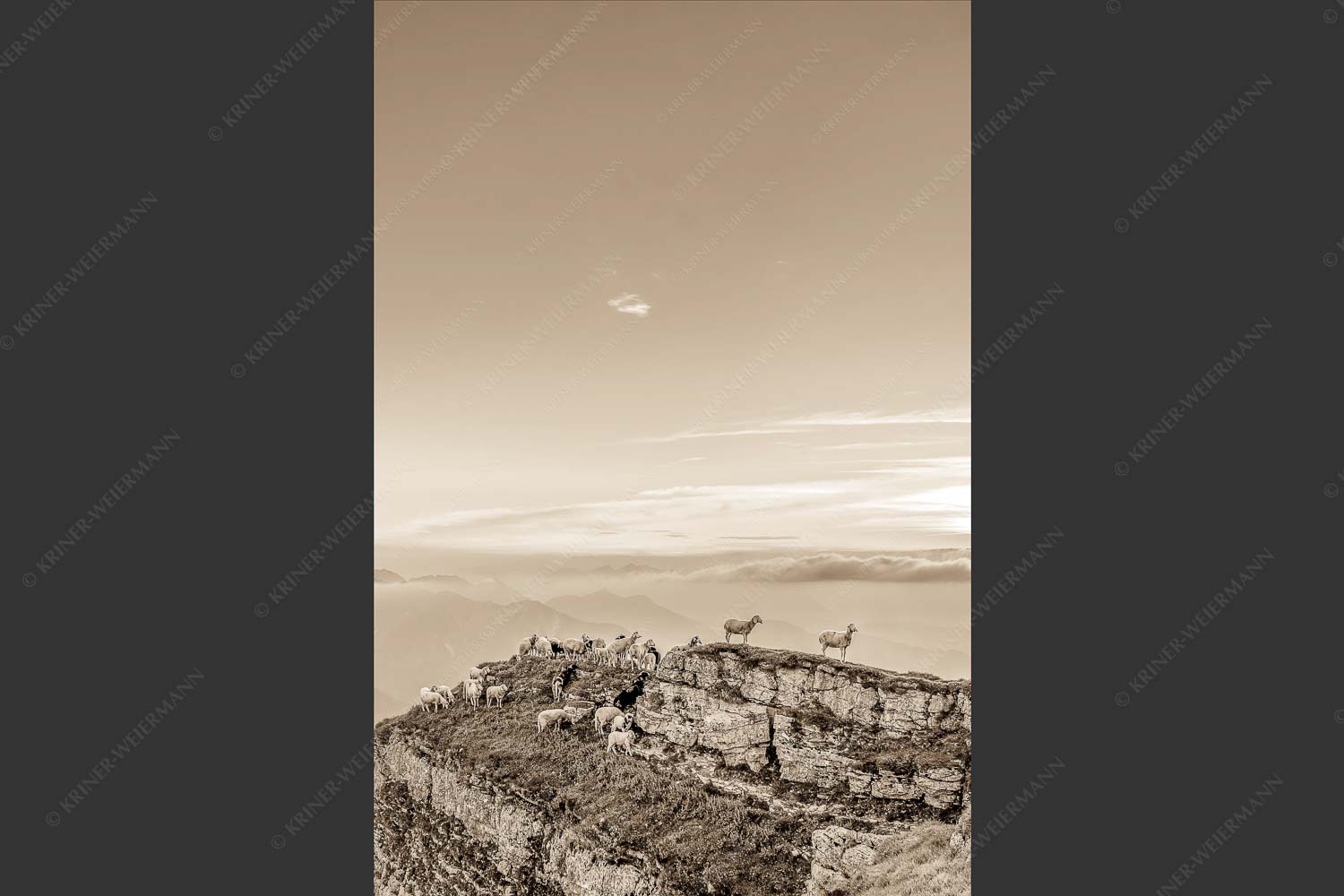 Bergschafe am Gipfel des Schafreiter im Karwendelgebirge bei Sonnenuntergang - Alle Schäfchen beisammen 2:3 sepia -- Schafe am Schafreiter im Karwendel - mehr Infos bei www.Kriner-Weiermann.de