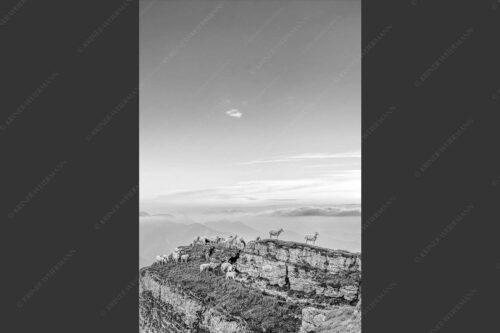 Bergschafe am Gipfel des Schafreiter im Karwendelgebirge bei Sonnenuntergang - Alle Schäfchen beisammen 2:3 sw -- Schafe am Schafreiter im Karwendel - mehr Infos bei www.Kriner-Weiermann.de