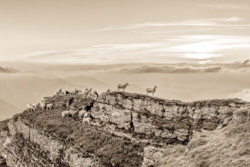 Bergschafe am Gipfel des Schafreiter im Karwendelgebirge bei Sonnenuntergang - Alle Schäfchen beisammen 3:2 sepia -- Schafe am Schafreiter im Karwendel - mehr Infos bei www.Kriner-Weiermann.de