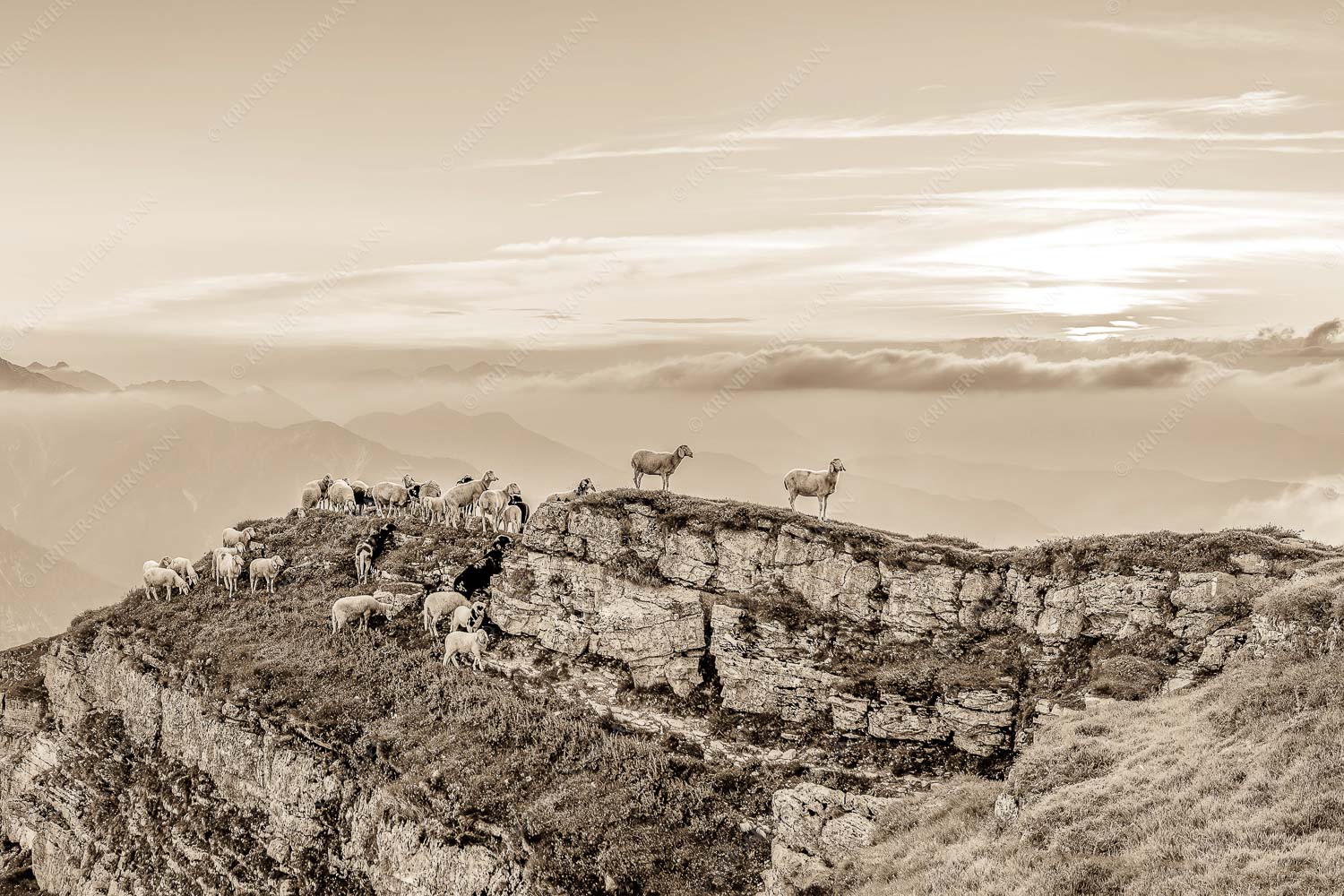 Bergschafe am Gipfel des Schafreiter im Karwendelgebirge bei Sonnenuntergang - Alle Schäfchen beisammen 3:2 sepia -- Schafe am Schafreiter im Karwendel - mehr Infos bei www.Kriner-Weiermann.de