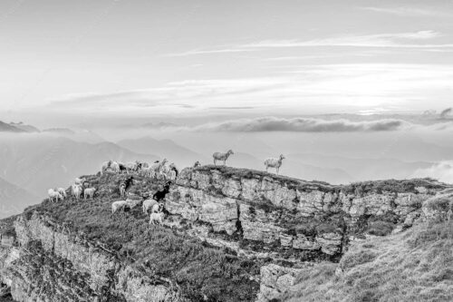 Bergschafe am Gipfel des Schafreiter im Karwendelgebirge bei Sonnenuntergang - Alle Schäfchen beisammen 3:2 sw -- Schafe am Schafreiter im Karwendel - mehr Infos bei www.Kriner-Weiermann.de