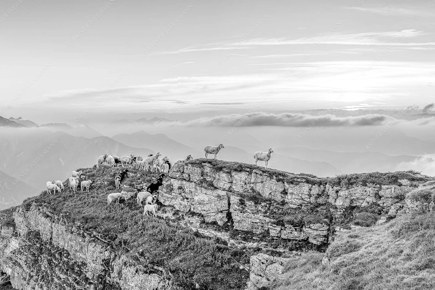 Bergschafe am Gipfel des Schafreiter im Karwendelgebirge bei Sonnenuntergang - Alle Schäfchen beisammen 3:2 sw -- Schafe am Schafreiter im Karwendel - mehr Infos bei www.Kriner-Weiermann.de