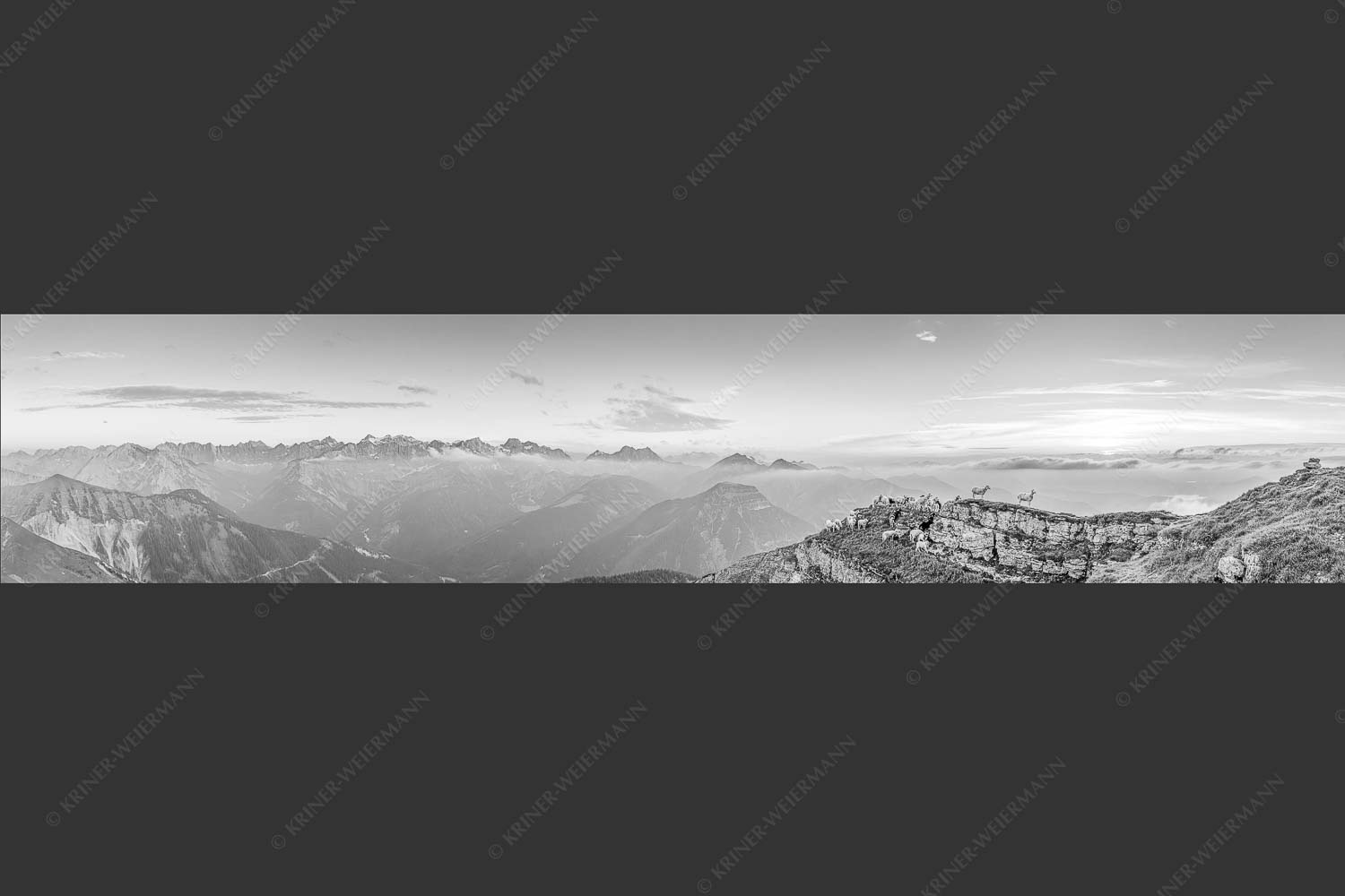 Bergschafe am Gipfel des Schafreiter im Karwendelgebirge bei Sonnenuntergang - Alle Schäfchen beisammen 5:1 sw -- Schafe am Schafreiter im Karwendel - mehr Infos bei www.Kriner-Weiermann.de