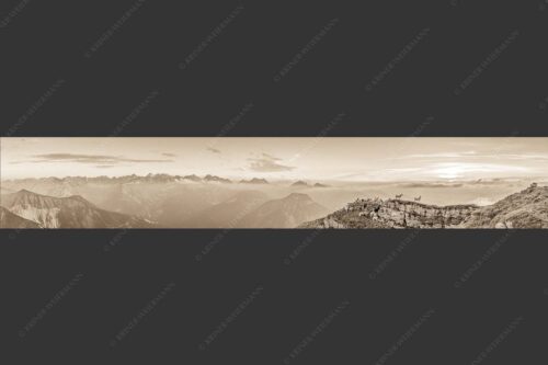 Bergschafe am Gipfel des Schafreiter im Karwendelgebirge bei Sonnenuntergang - Alle Schäfchen beisammen 6:1 sepia -- Schafe am Schafreiter im Karwendel - mehr Infos bei www.Kriner-Weiermann.de