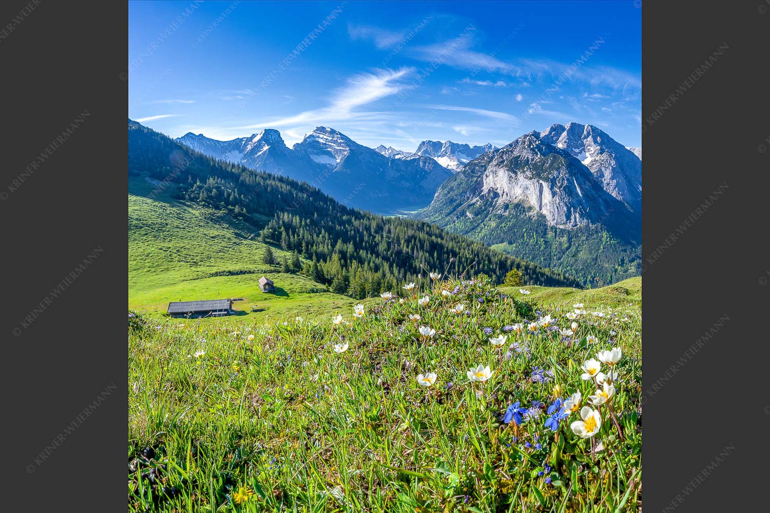 Frühlingsblumen am Almboden im Karwendelgebirge - Almbleamalan 1:1  -- Schusternagel Silberwurz im Karwendel - mehr Infos bei www.Kriner-Weiermann.de