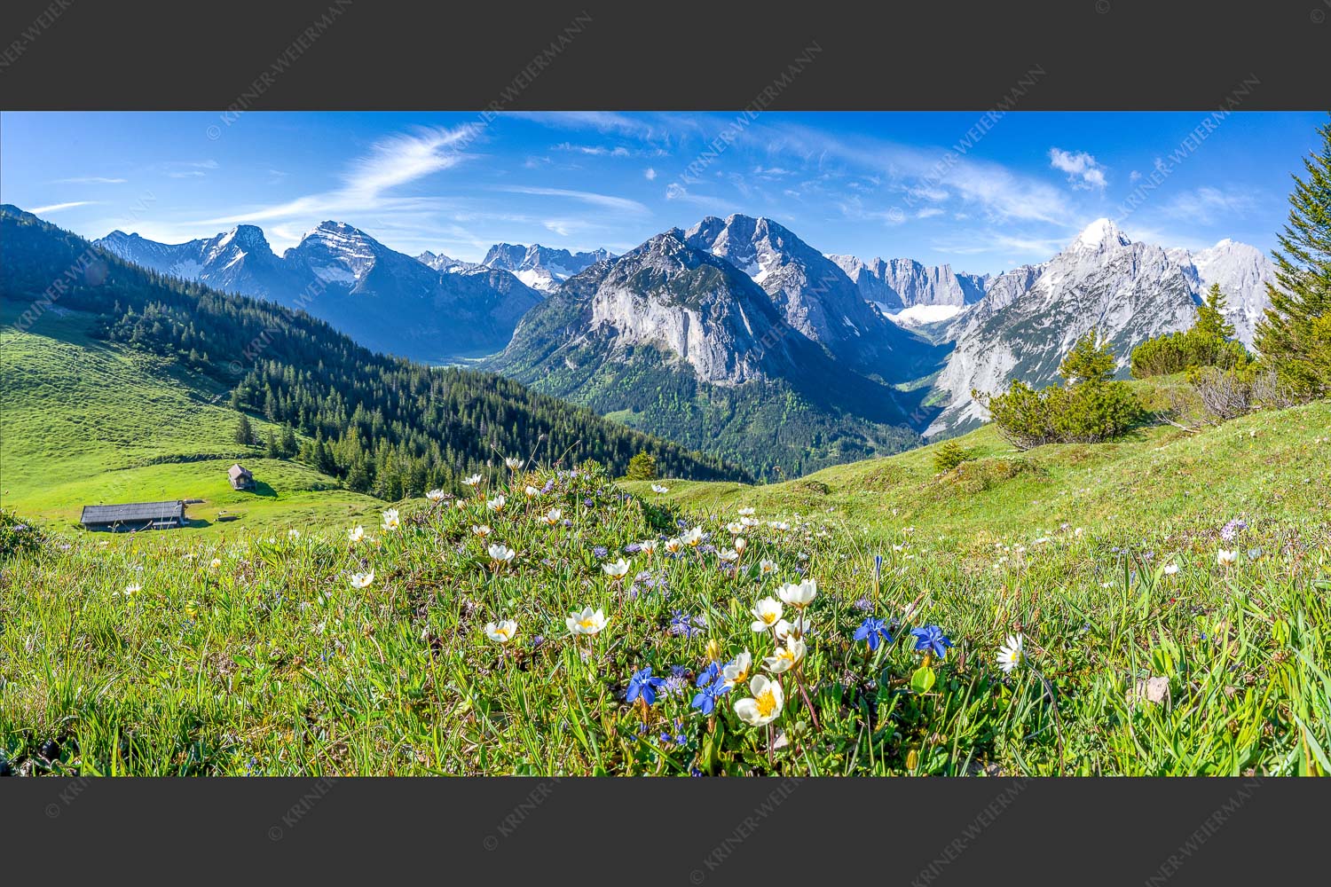 Frühlingsblumen am Almboden im Karwendelgebirge - Almbleamalan 2:1  -- Schusternagel Silberwurz im Karwendel - mehr Infos bei www.Kriner-Weiermann.de