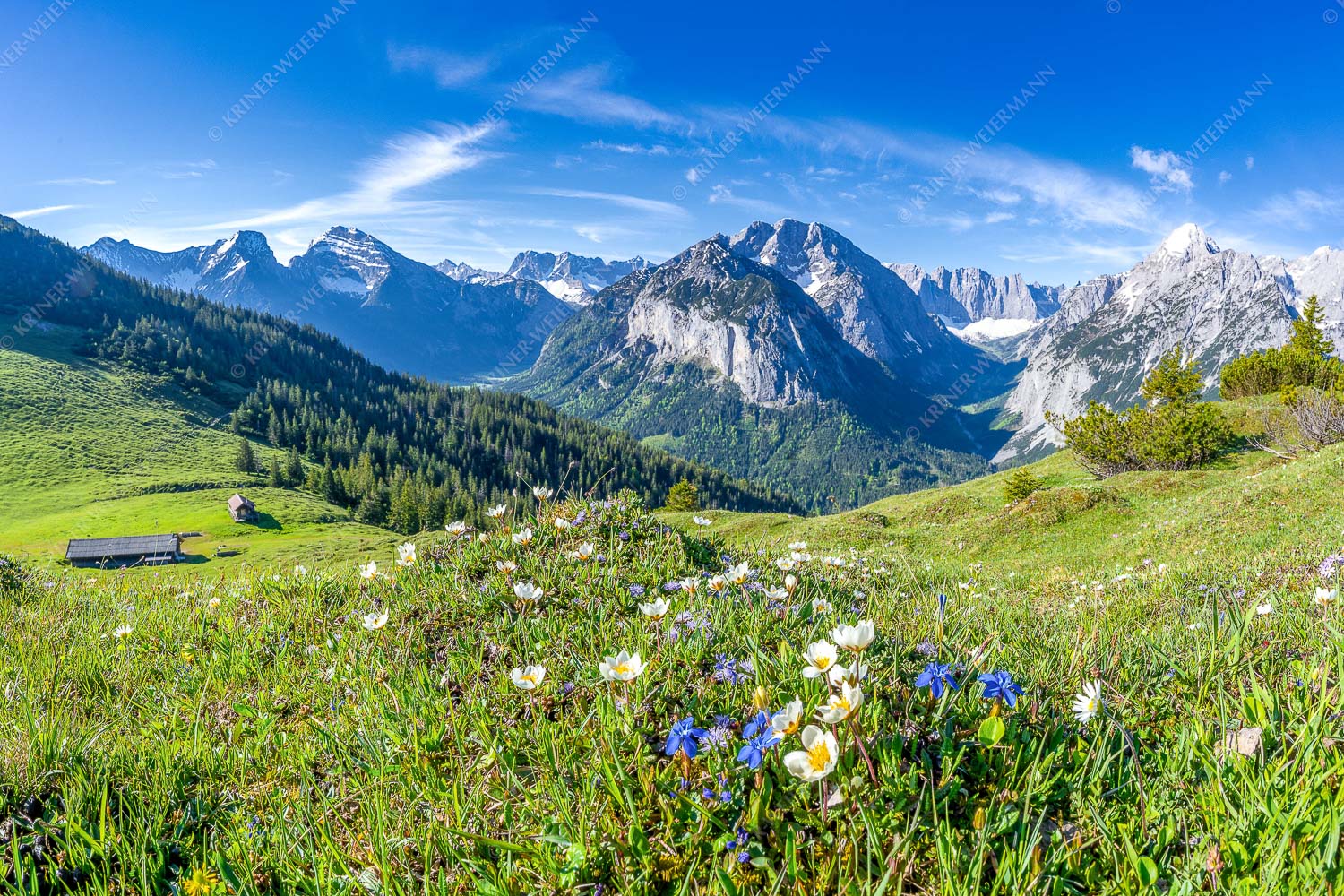 Frühlingsblumen am Almboden im Karwendelgebirge - Almbleamalan 3:2  -- Schusternagel Silberwurz im Karwendel - mehr Infos bei www.Kriner-Weiermann.de