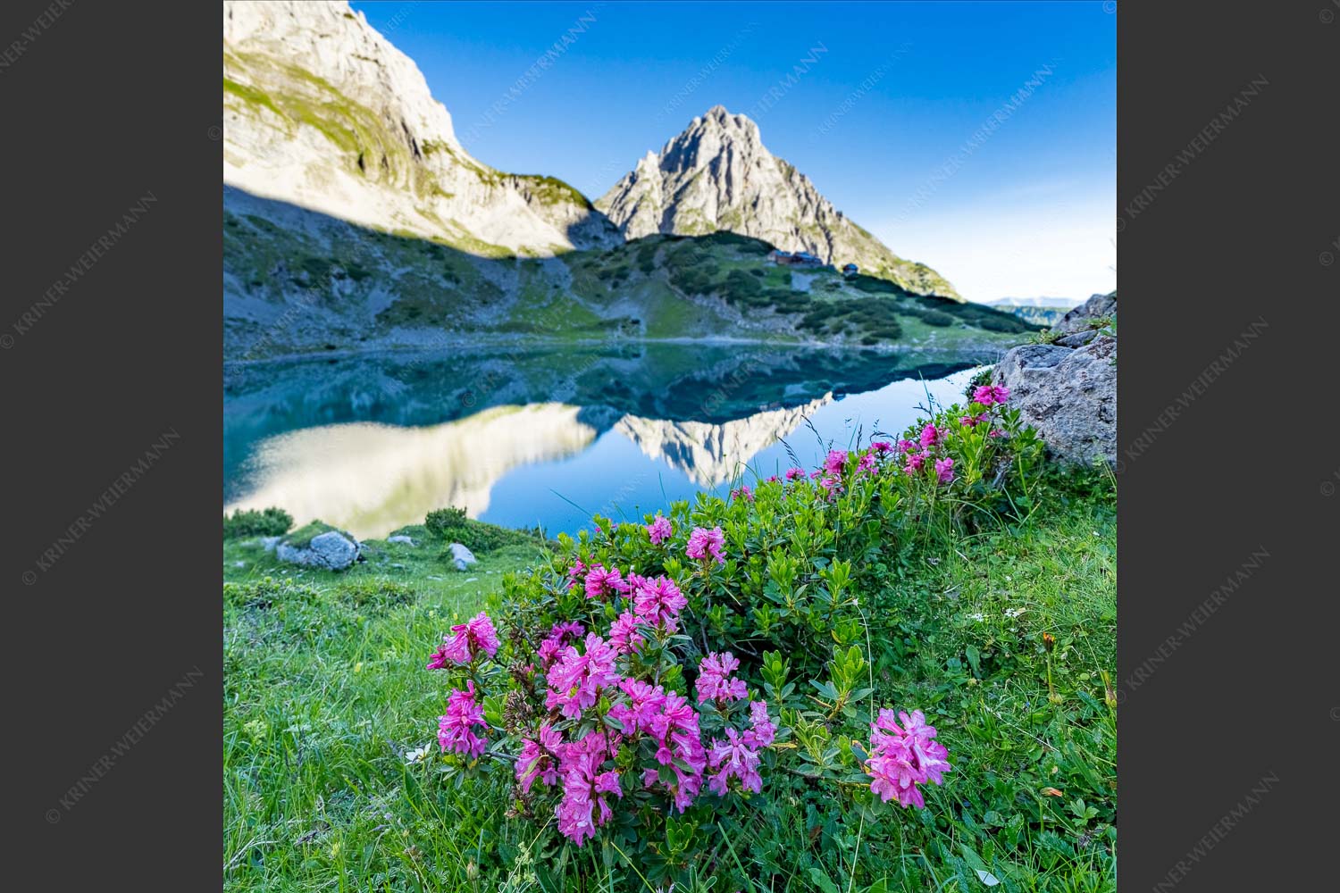 Almröserl am Drachensee im Mieminger Gebirge - Almröserl am Drachensee 1:1  -- Alpenrose Coburger Hütte - mehr Infos bei www.Kriner-Weiermann.de