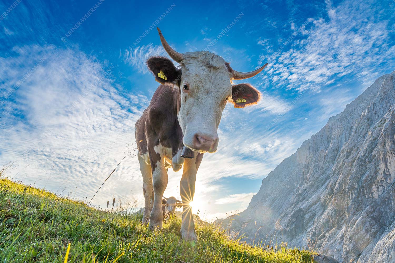 Jungvieh auf der Alm im Wettersteingebirge - Almsommermorgen II 3:2  -- Rinderkalb im Wetterstein - mehr Infos bei www.Kriner-Weiermann.de