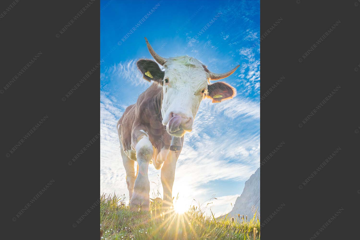 Jungvieh auf der Alm im Wettersteingebirge - Almsommermorgen III 2:3  -- Kuh im Wetterstein - mehr Infos bei www.Kriner-Weiermann.de