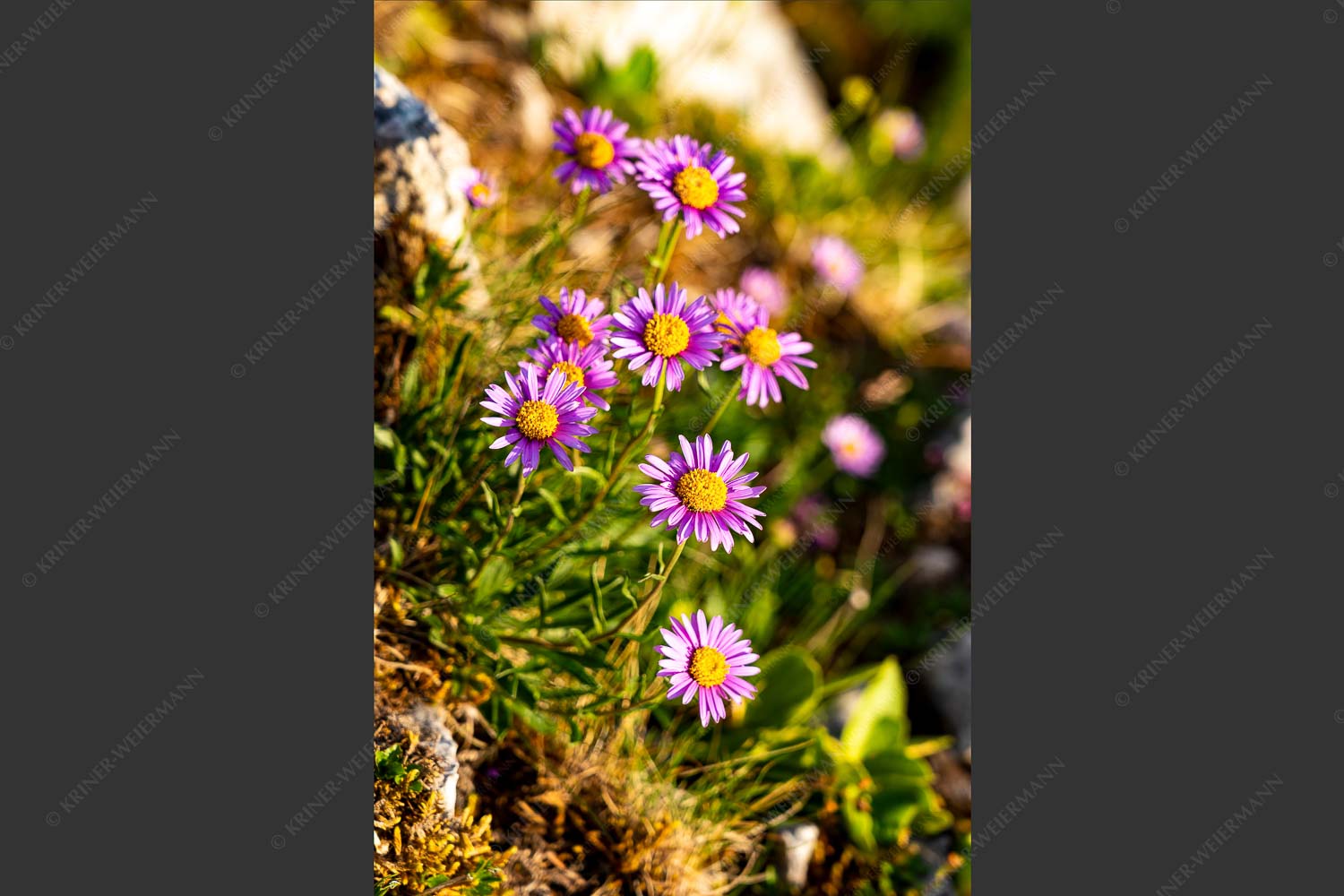 Alpenasta im Wettersteingebirge - Alpenasta Blumen 2:3  -- Aster alpinus - mehr Infos bei www.Kriner-Weiermann.de