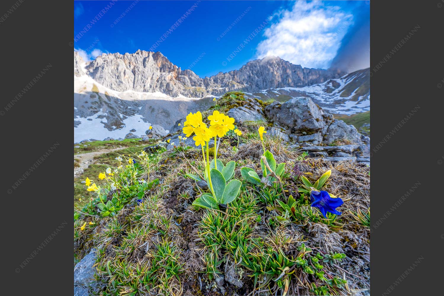 Frühlingsblüte im Wettersteingebirge - Alpine Blüher 1:1  -- Aurikel und Enzian im Wetterstein - mehr Infos bei www.Kriner-Weiermann.de
