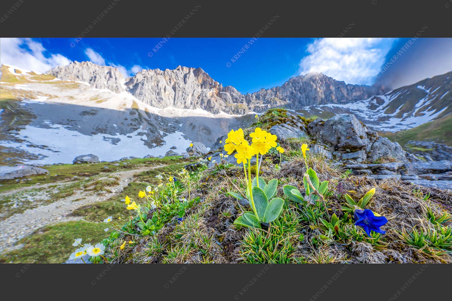 Frühlingsblüte im Wettersteingebirge - Alpine Blüher 2:1  -- Aurikel und Enzian im Wetterstein - mehr Infos bei www.Kriner-Weiermann.de