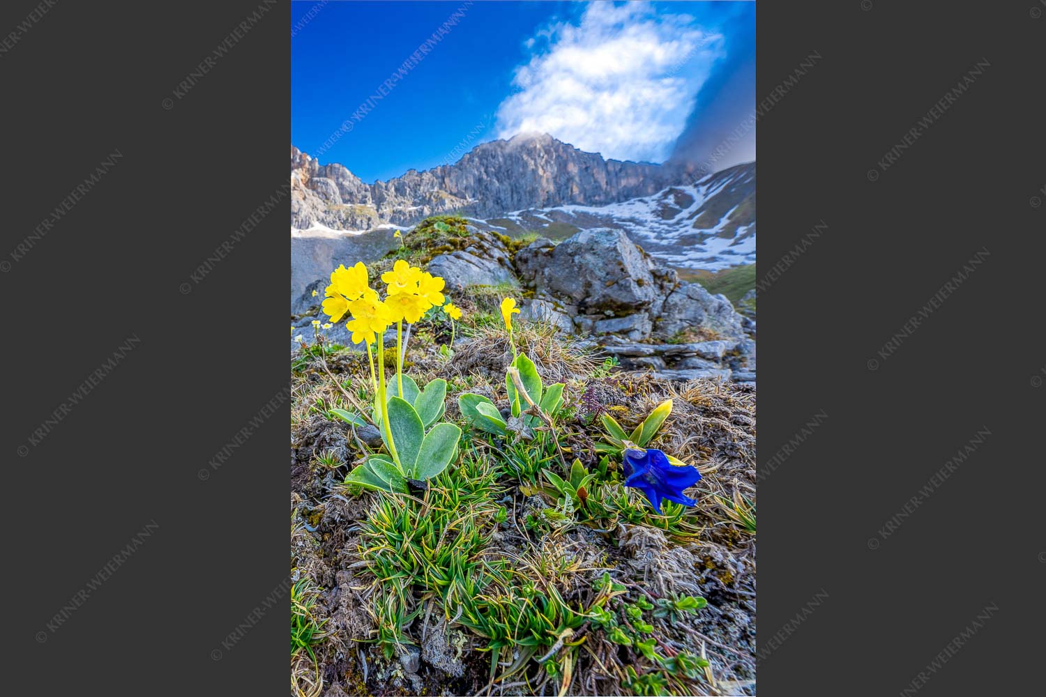 Frühlingsblüte im Wettersteingebirge - Alpine Blüher 2:3  -- Aurikel und Enzian im Wetterstein - mehr Infos bei www.Kriner-Weiermann.de