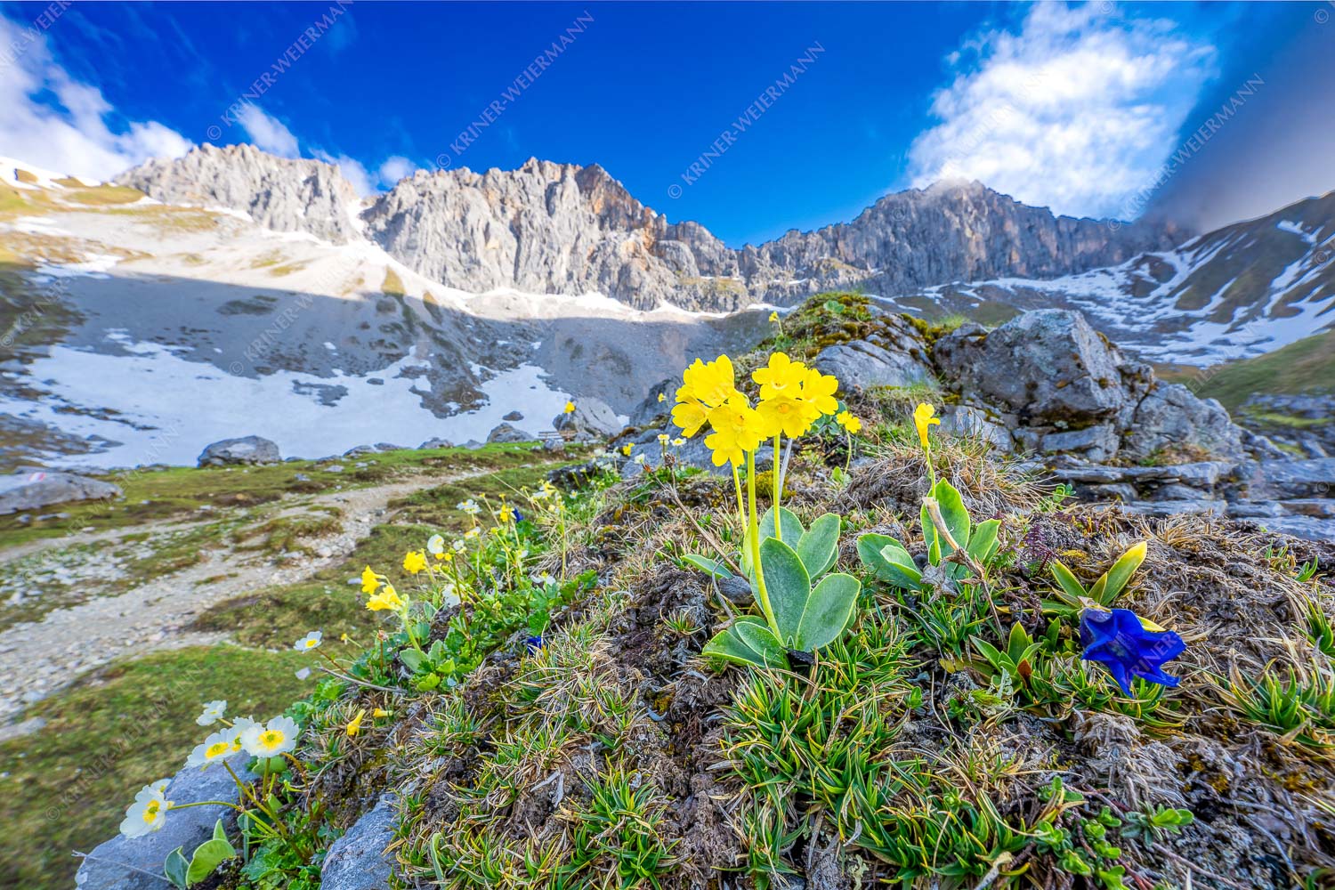 Frühlingsblüte im Wettersteingebirge - Alpine Blüher 3:2  -- Aurikel und Enzian im Wetterstein - mehr Infos bei www.Kriner-Weiermann.de