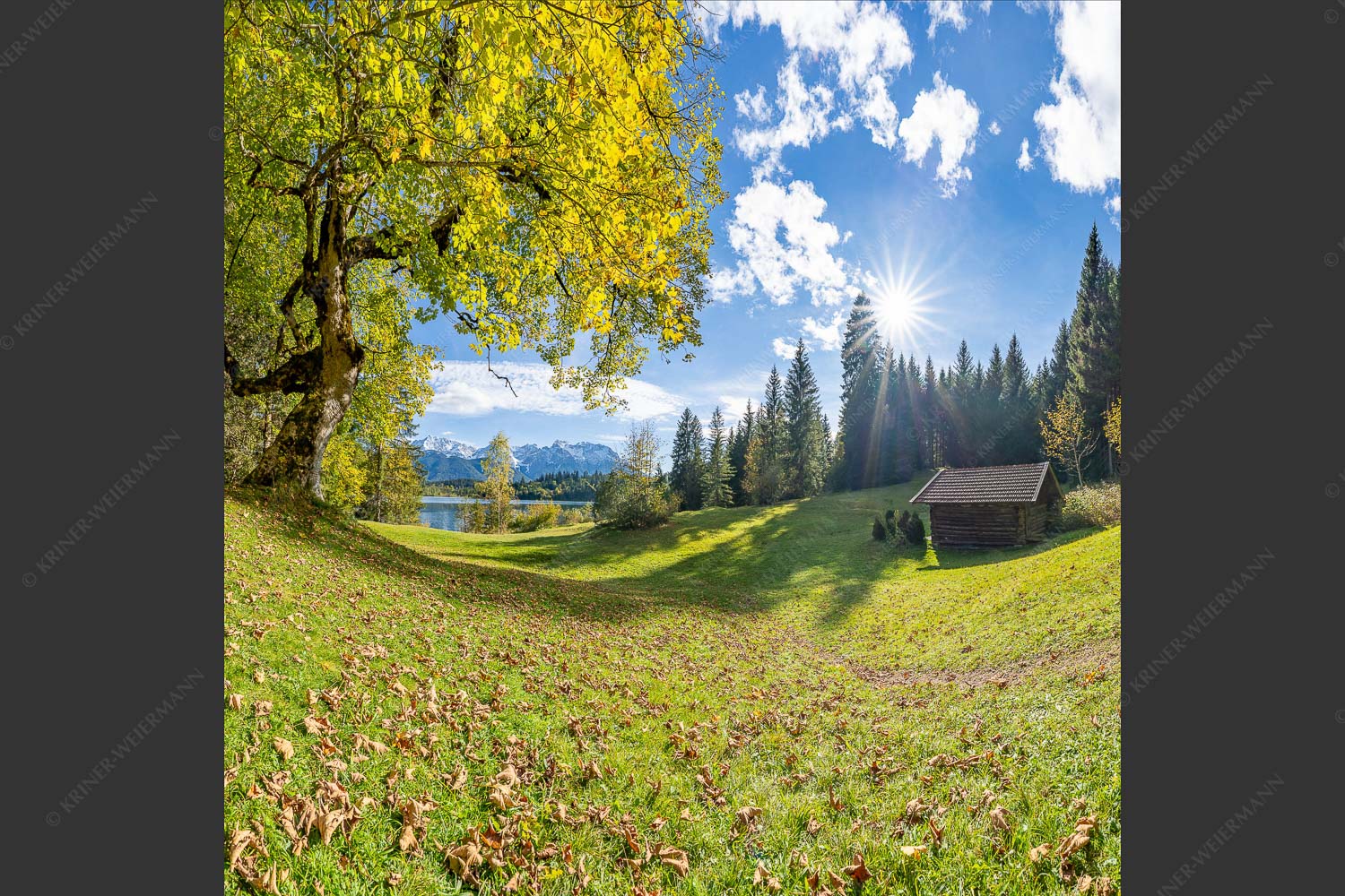 Ahorn am Barmsee mit Blick zum Karwendel - Alter Ahorn 1:1  -- Stadel am Barmsee mit Karwendel - mehr Infos bei www.Kriner-Weiermann.de