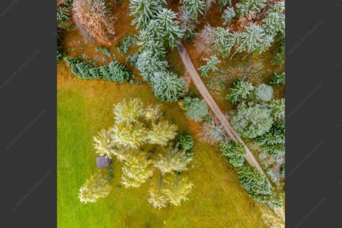 Leicht angeschneite Lärchen im Leutaschtal - Angestaubt 1:1  -- Wald Draufsicht - mehr Infos bei www.Kriner-Weiermann.de