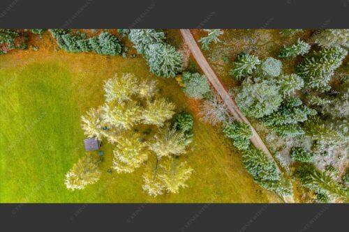 Leicht angeschneite Lärchen im Leutaschtal - Angestaubt 2:1  -- Wald Draufsicht - mehr Infos bei www.Kriner-Weiermann.de