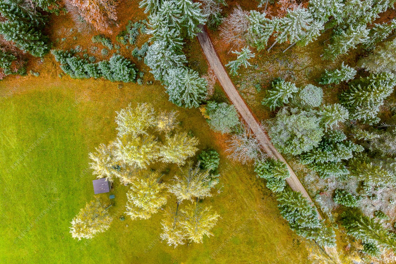 Leicht angeschneite Lärchen im Leutaschtal - Angestaubt 3:2 -- Wald Draufsicht - mehr Infos bei www.Kriner-Weiermann.de