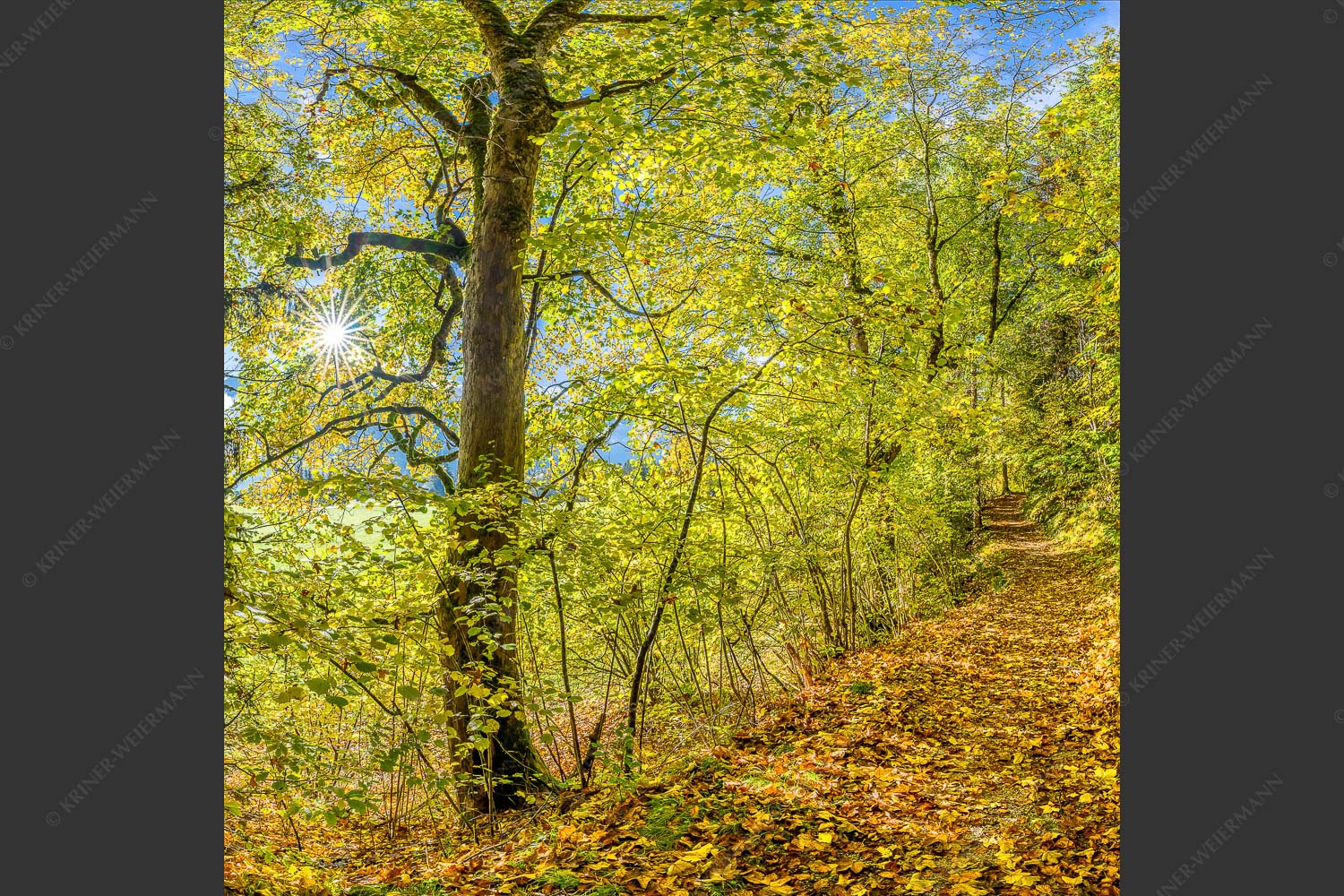 Ahorn und Buchen am Wanderweg zur Witter bei Wallgau - Auf dem Goldenen Weg 1:1  -- Herbstfärbung Buchen und Ahorn - mehr Infos bei www.Kriner-Weiermann.de