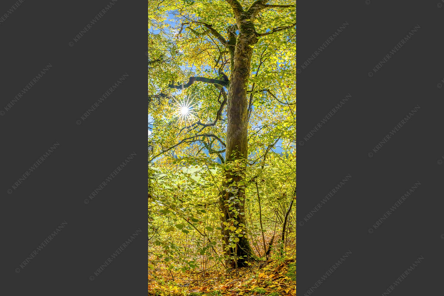 Ahorn und Buchen am Wanderweg zur Witter bei Wallgau - Auf dem Goldenen Weg 1:2  -- Herbstfärbung Buchen und Ahorn - mehr Infos bei www.Kriner-Weiermann.de