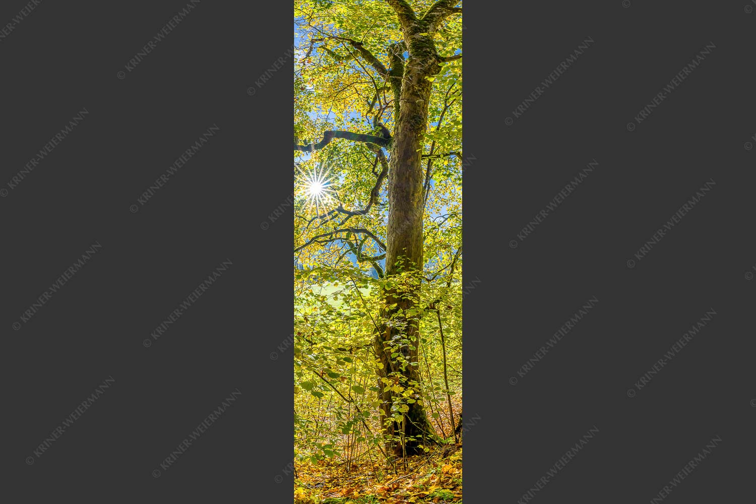 Ahorn und Buchen am Wanderweg zur Witter bei Wallgau - Auf dem Goldenen Weg 1:3  -- Herbstfärbung Buchen und Ahorn - mehr Infos bei www.Kriner-Weiermann.de