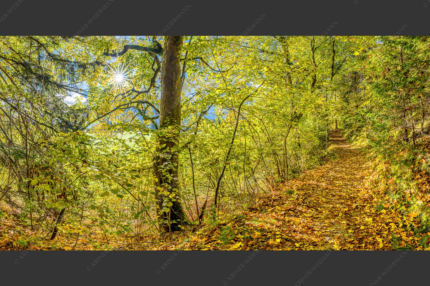 Ahorn und Buchen am Wanderweg zur Witter bei Wallgau - Auf dem Goldenen Weg 2:1  -- Herbstfärbung Buchen und Ahorn - mehr Infos bei www.Kriner-Weiermann.de