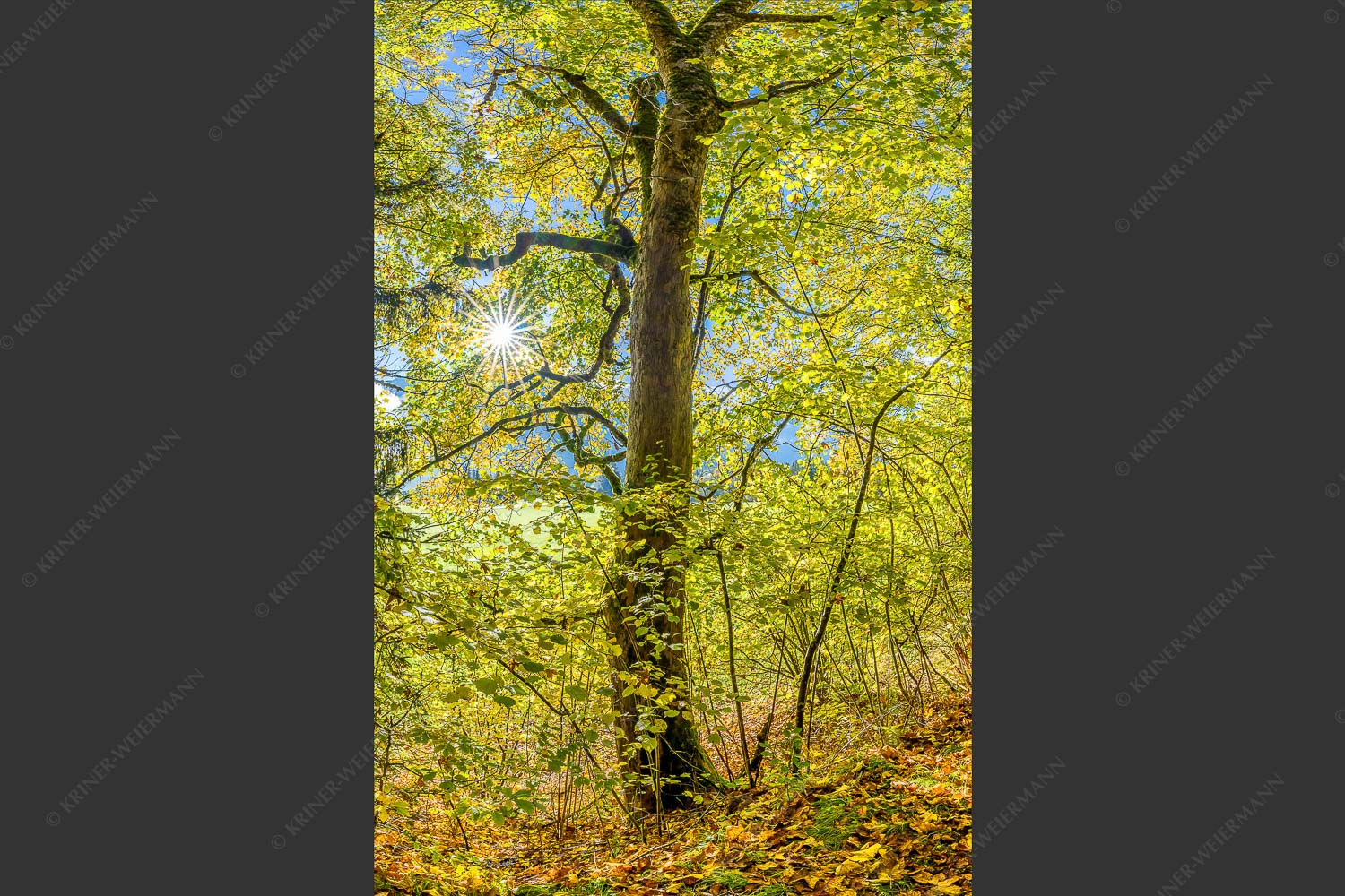 Ahorn und Buchen am Wanderweg zur Witter bei Wallgau - Auf dem Goldenen Weg 2:3  -- Herbstfärbung Buchen und Ahorn - mehr Infos bei www.Kriner-Weiermann.de