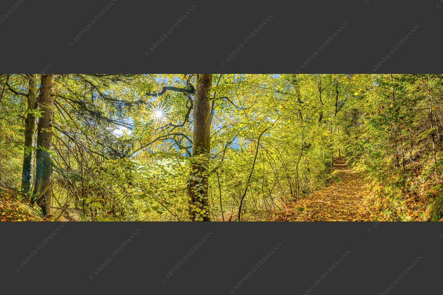 Ahorn und Buchen am Wanderweg zur Witter bei Wallgau - Auf dem Goldenen Weg 3:1  -- Herbstfärbung Buchen und Ahorn - mehr Infos bei www.Kriner-Weiermann.de