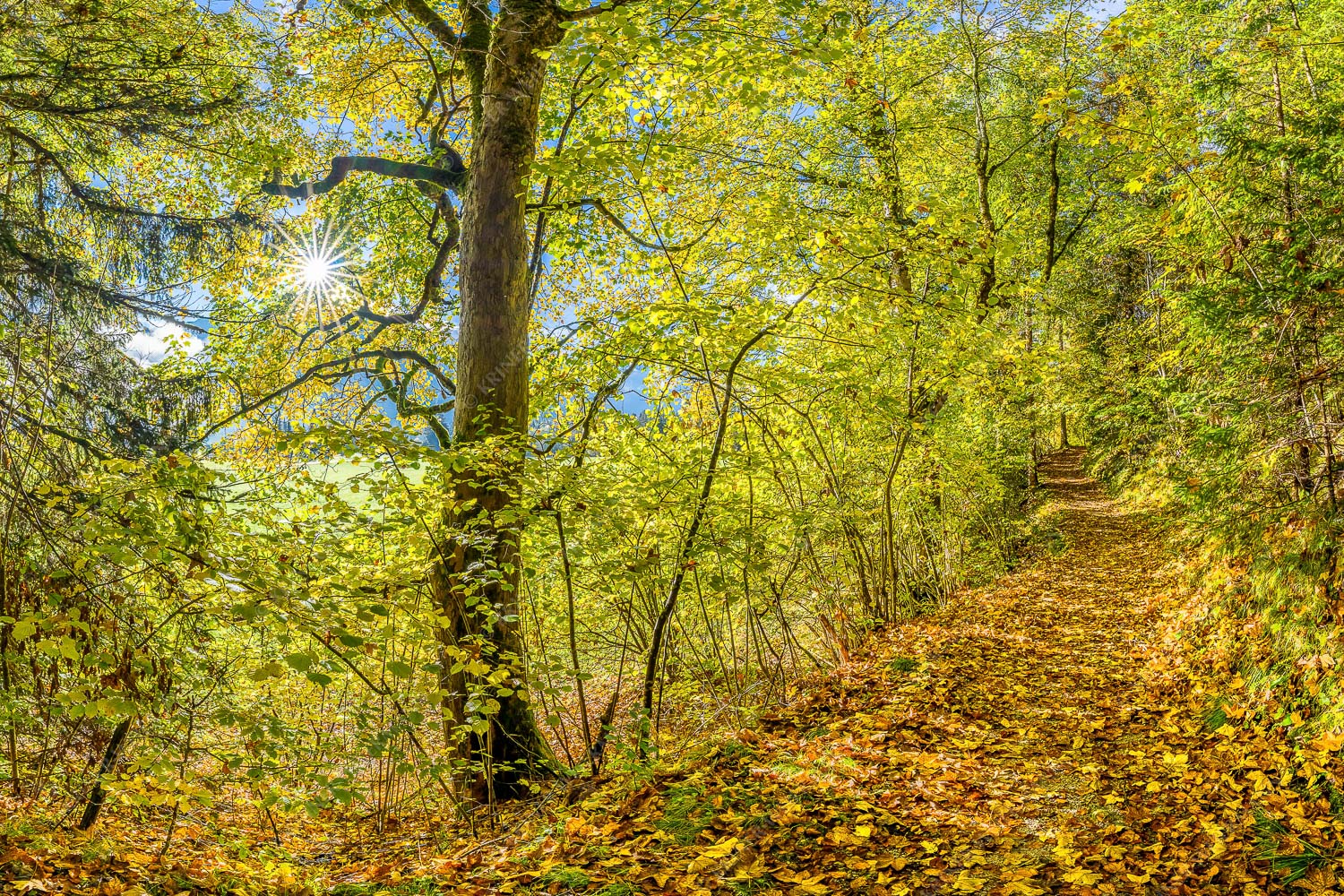 Ahorn und Buchen am Wanderweg zur Witter bei Wallgau - Auf dem Goldenen Weg 3:2  -- Herbstfärbung Buchen und Ahorn - mehr Infos bei www.Kriner-Weiermann.de